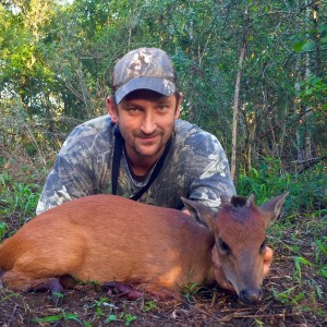 Red ( Natal) Duiker