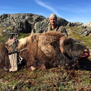 Muskox bowhunt Greenland