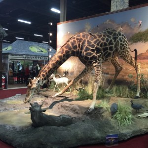 Giraffe full mount taxidermy