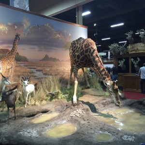 Giraffe full mount taxidermy