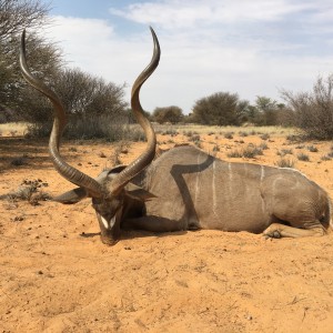 Kudu 57.5"