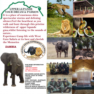 WEST GATE SAFARIS