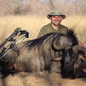 2016 Blue Wildebeest Bull