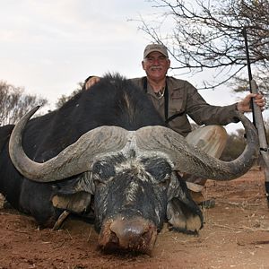 Cape Buffalo