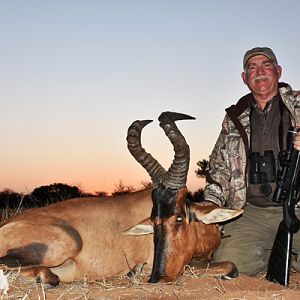 Red Hartebeest