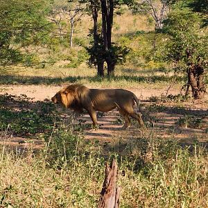 Lion Zambia