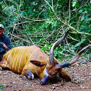 Bongo hunt in Congo