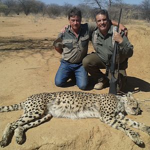 Cheetah Hunting in Namibia