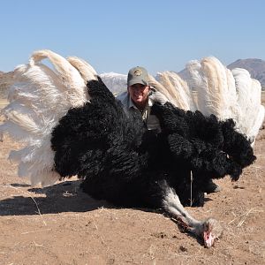 Ostrich Namibia