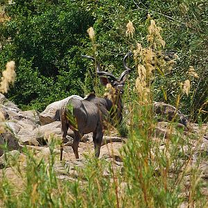 Mbizi Kudu Bull.