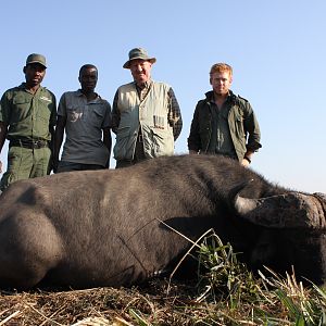 Cape Buffalo