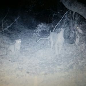 Leopard and cub