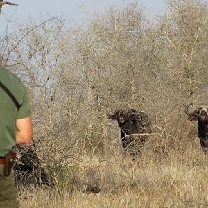 Buffalo hunt with McDonald Safaris