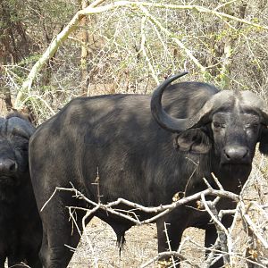 Buffalo hunt with McDonald Safaris