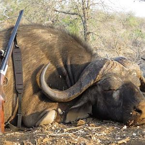 Buffalo hunt with McDonald Safaris