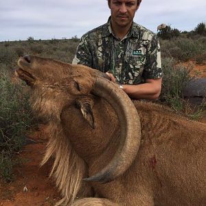 Barbary Sheep Hunt