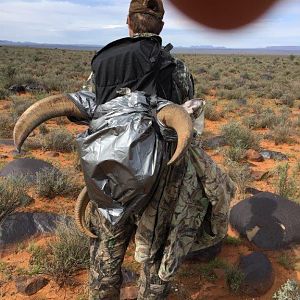 Barbary Sheep Hunt