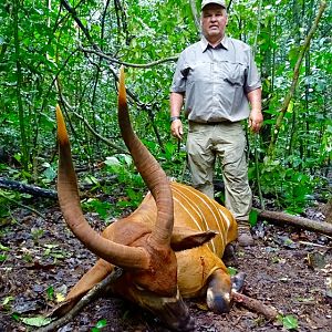 Bongo hunt in the Congo with Christophe Morio