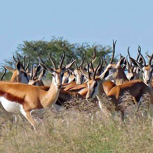 Springbok panorama....