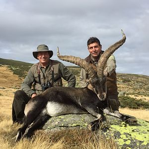 Gredos Ibex