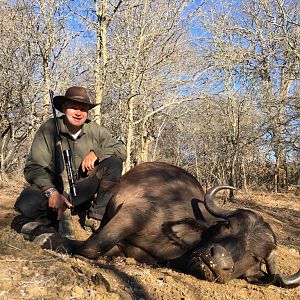 Buffalo Cow Hunting with Pro Hunting Safaris