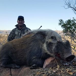 Bushpig Hunting with Pro Hunting Safaris