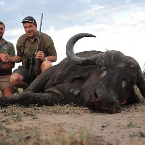 Buffalo Cow Hunting with Pro Hunting Safaris