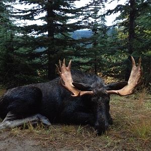 Peggy's Idaho Shiras Moose