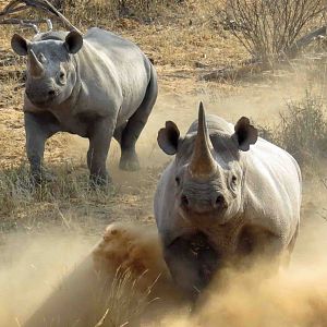 Normal behavior for a black rhino, ie charge and ask questions later.