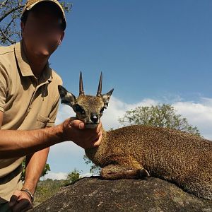 Klipspringer  Martin Pieters Safaris