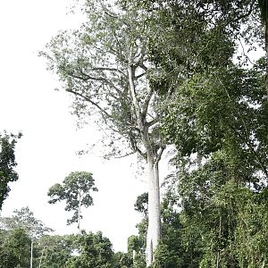 Hunting in Congo