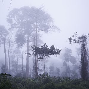 Hunting in Congo