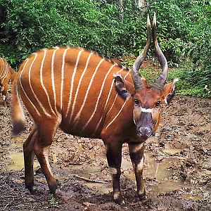 Bongo in Congo