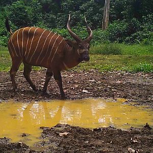 Bongo in Congo