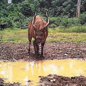 Bongo in Congo