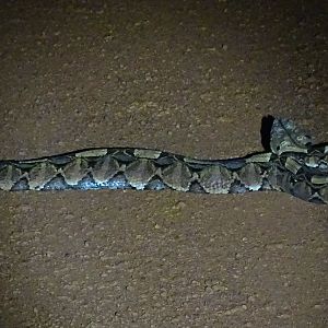 Gabon viper Congo