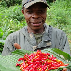 Pygmy Congo