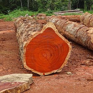 Tree harvested Congo