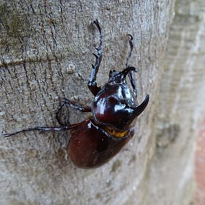 Scarab in Congo