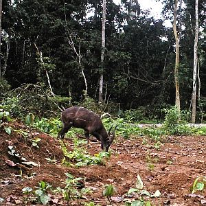 Bushbuck in Congo