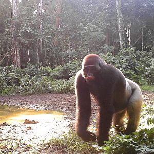 Gorilla in Congo