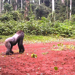 Gorilla in Congo