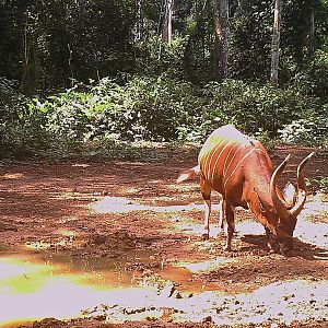 Bongo in Congo