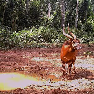 Bongo in Congo