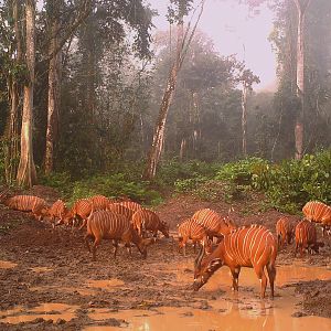 Bongo in Congo