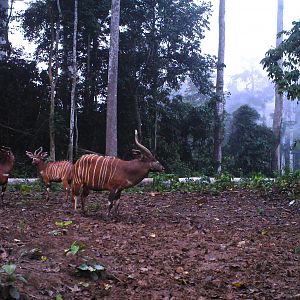 Bongo in  Congo