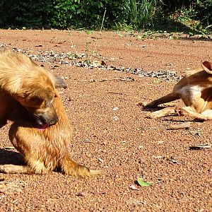 Pygmy dogs in Congo