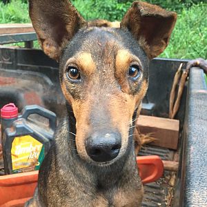 Hunting dog in Congo