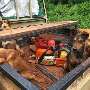 Hunting dogs in Congo