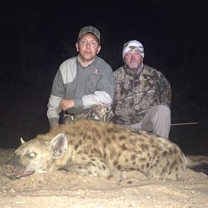 Hyena Zimbabwe Hunting